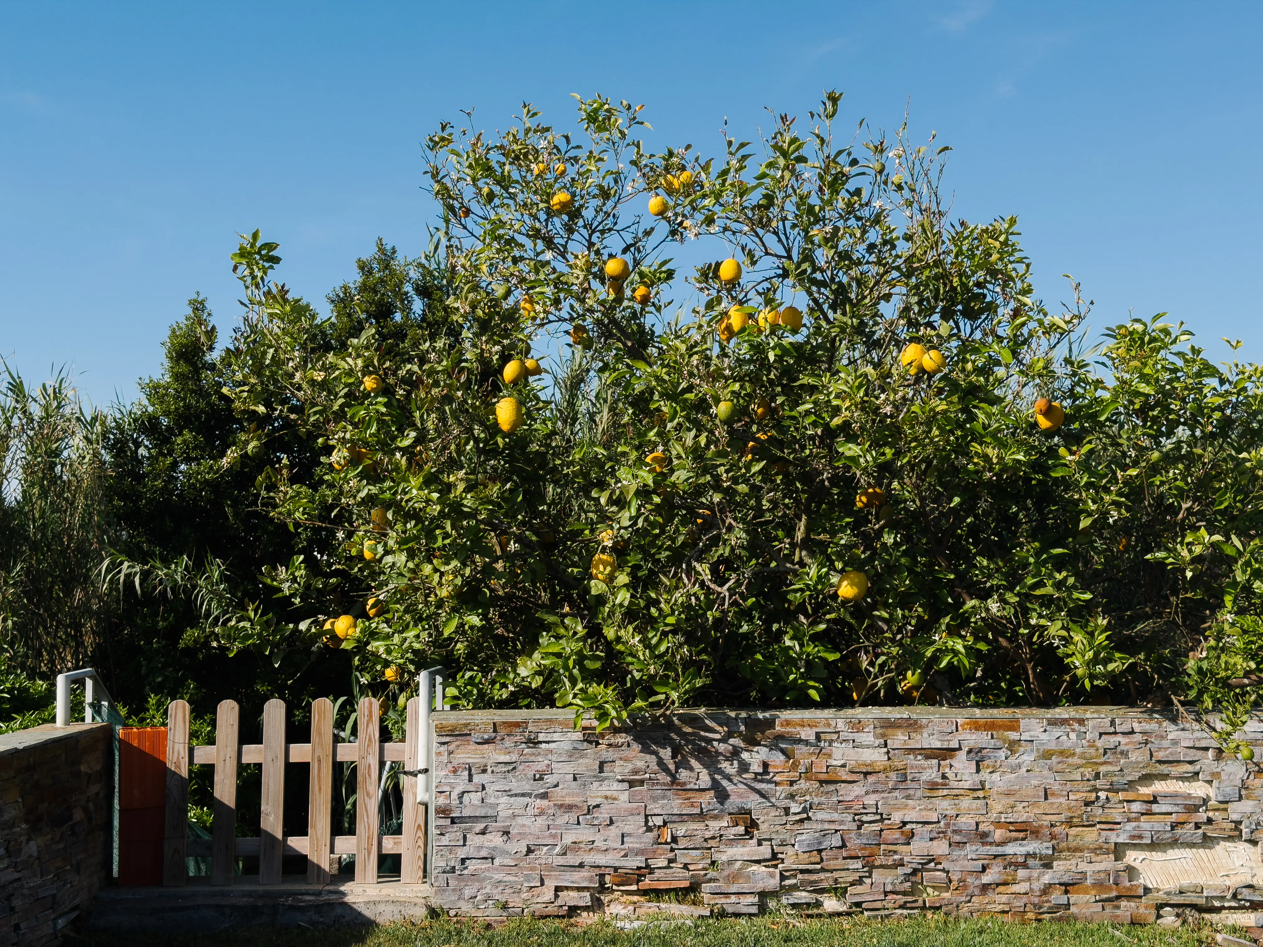 O pomar da Quinta dos Citrinos